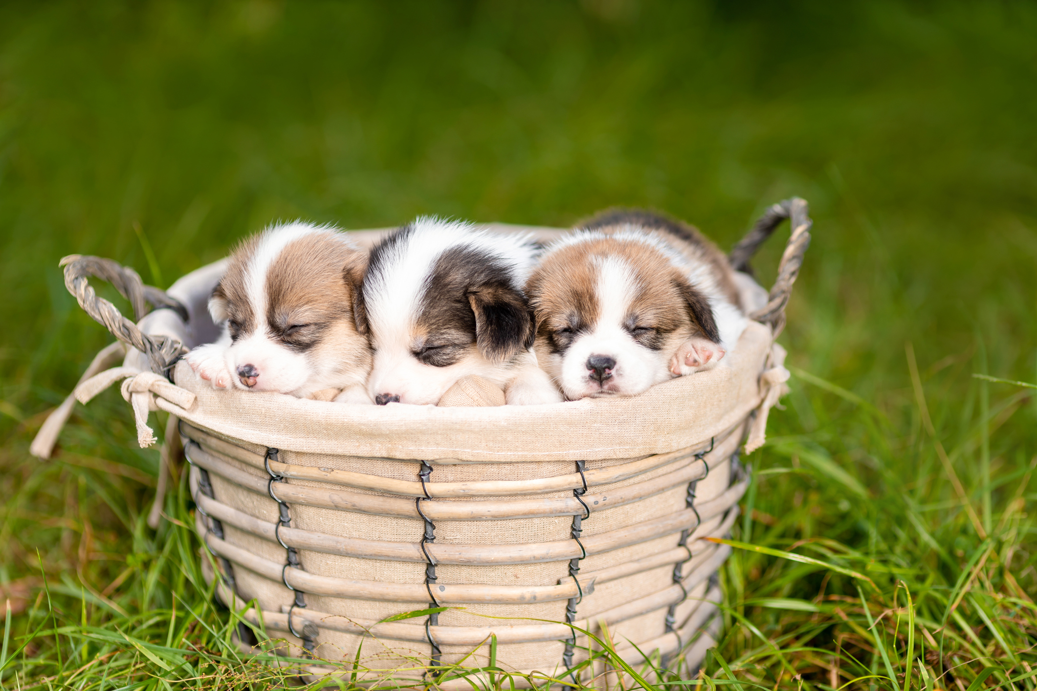 Cucciolo di cane irrequieto di notte: cause e consigli