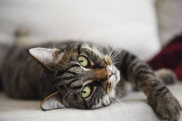 Come pulire le orecchie del tuo gatto?