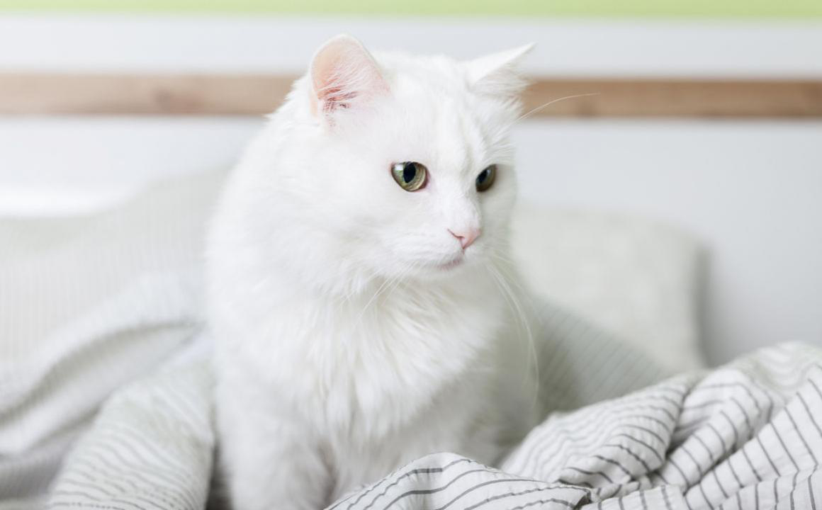 Mi gato no me deja dormir, &iquest;qu&eacute; puedo hacer?