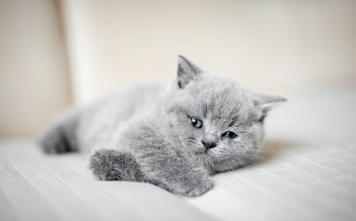 C&oacute;mo detectar y tratar la gripe en gatos