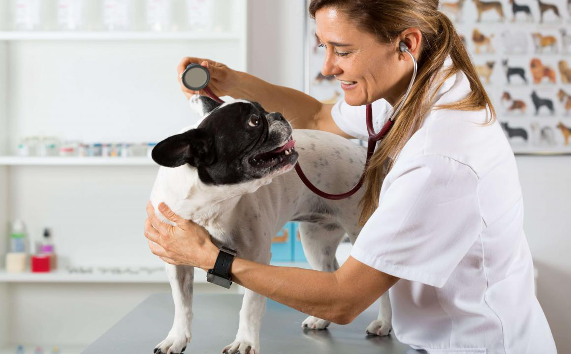 Febbre nel cane: cosa sapere e come comportarsi