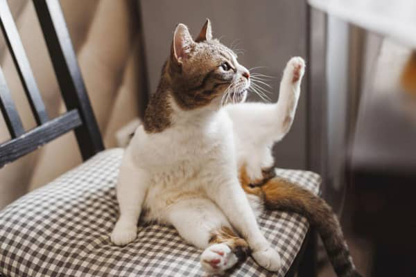 Cystite des chats : soulagez la douleur de votre f&eacute;lin