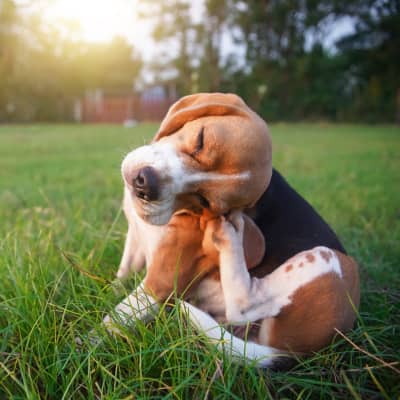 PIODERMITI DEL CANE: DIAGNOSI, SINTOMI E CAUSE