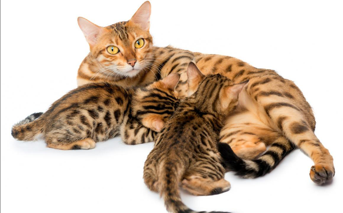 &iquest;Hasta que edad toman leche los gatos?