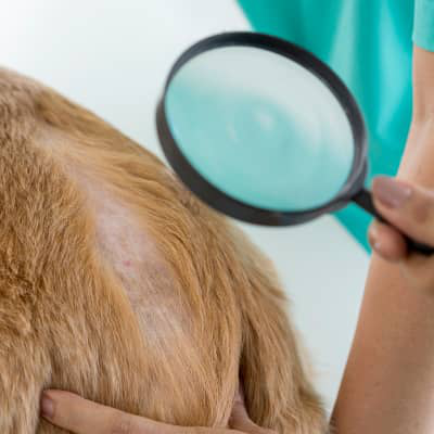 DERMATITE ALIMENTARE: UNA DELLE CAUSE DI PRURITO DEL NOSTRO CANE SPESSO SOTTOVALUTATA