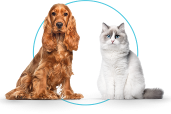 Home ADV banner perro gato desktop.png