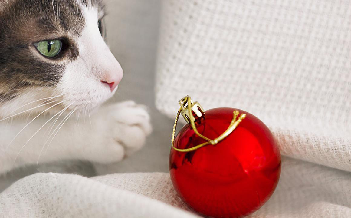 Gatos y &aacute;rboles de Navidad: c&oacute;mo evitar peligros