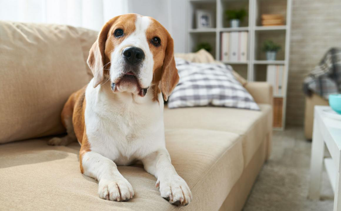 El sistema inmunol&oacute;gico de los perros, inmunoglobulinas y alimentaci&oacute;n