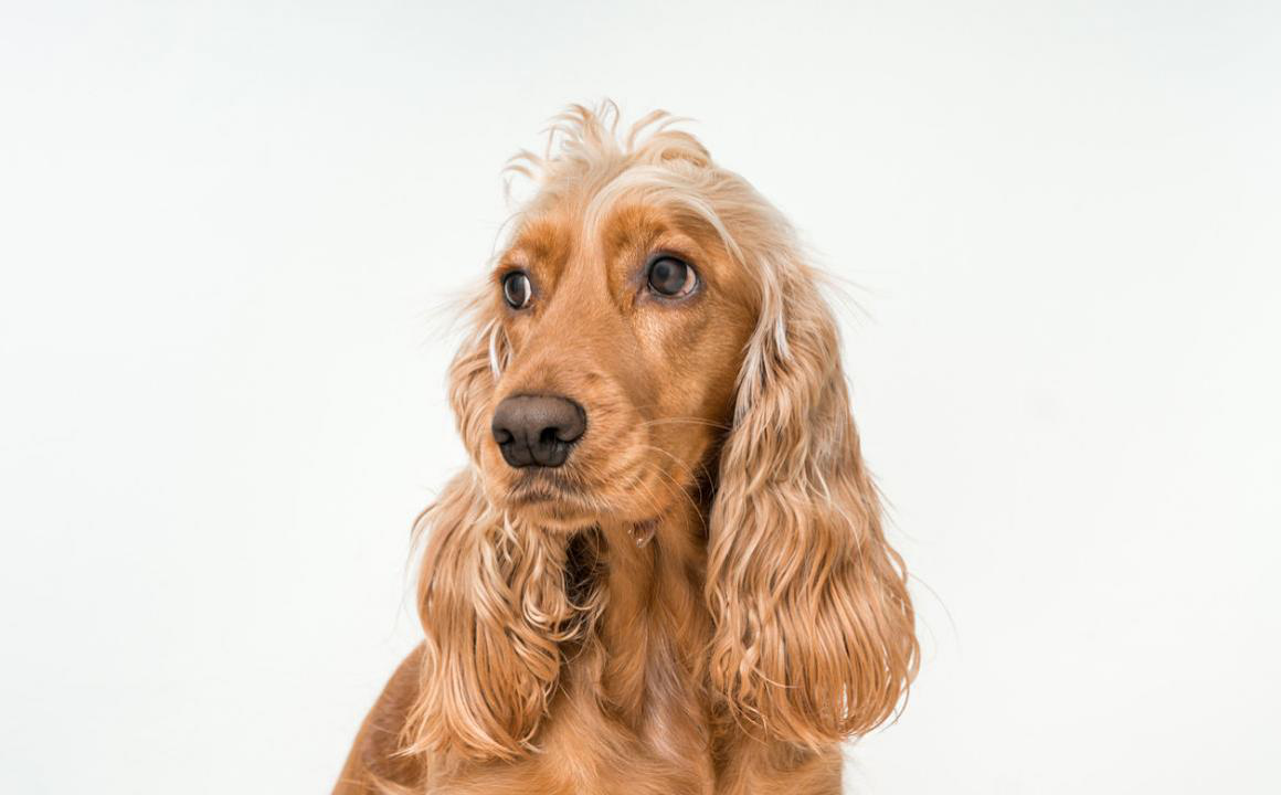 Perch&eacute; i cani mangiano le feci? Cause e rimedi