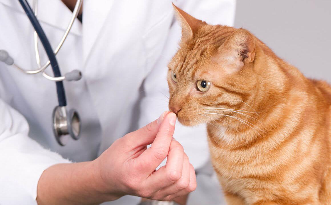 &Agrave; quel moment et comment donner des antiparasitaires pour chat en comprim&eacute; ?