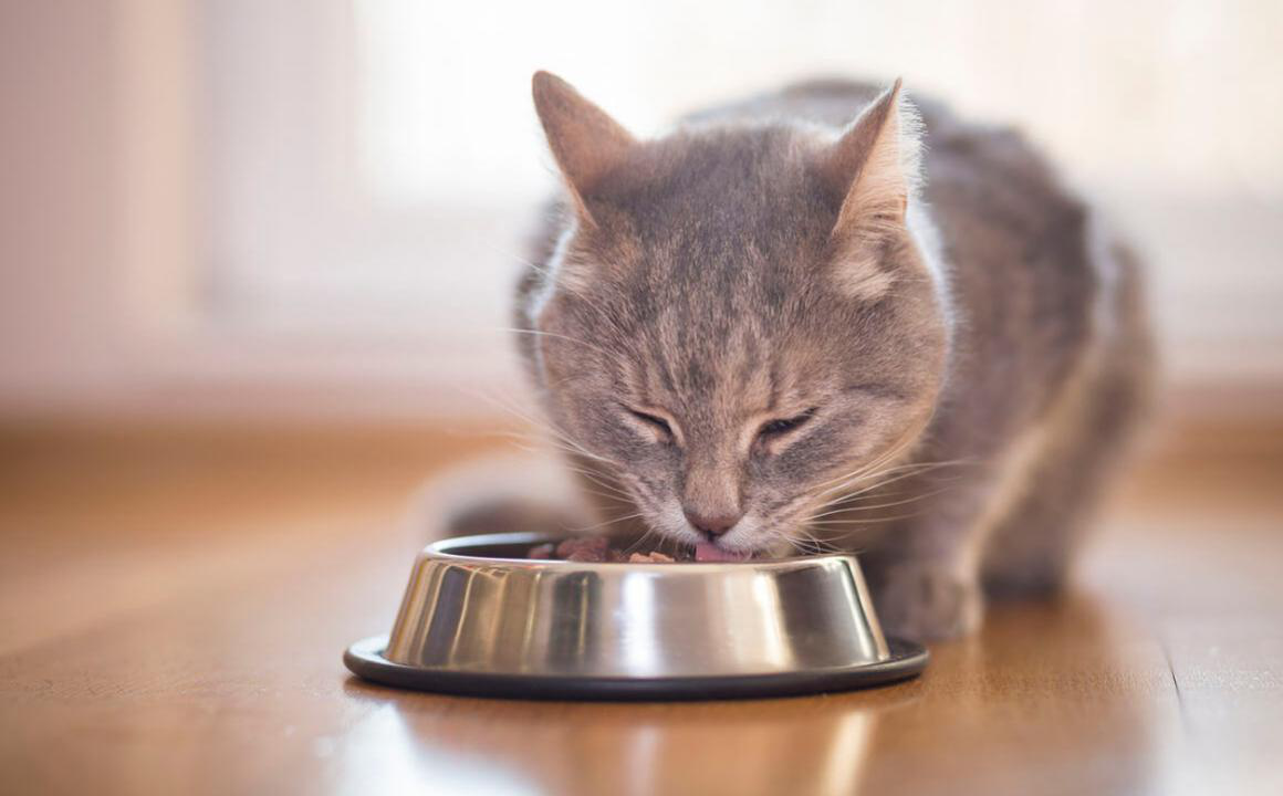 Alimentos para gatos esterilizados: quais os benef&iacute;cios