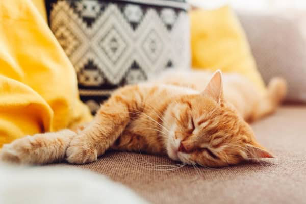 Che cos'&egrave; il calicivirus felino e quali sono i suoi sintomi?