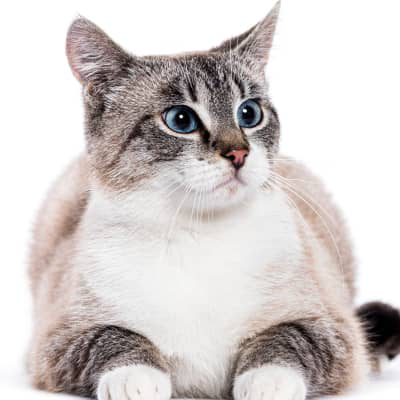 &iquest;De d&oacute;nde vienen los gatos?