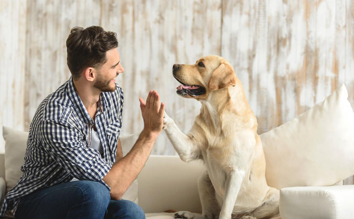 Arthrose du chien : les soins n&eacute;cessaires