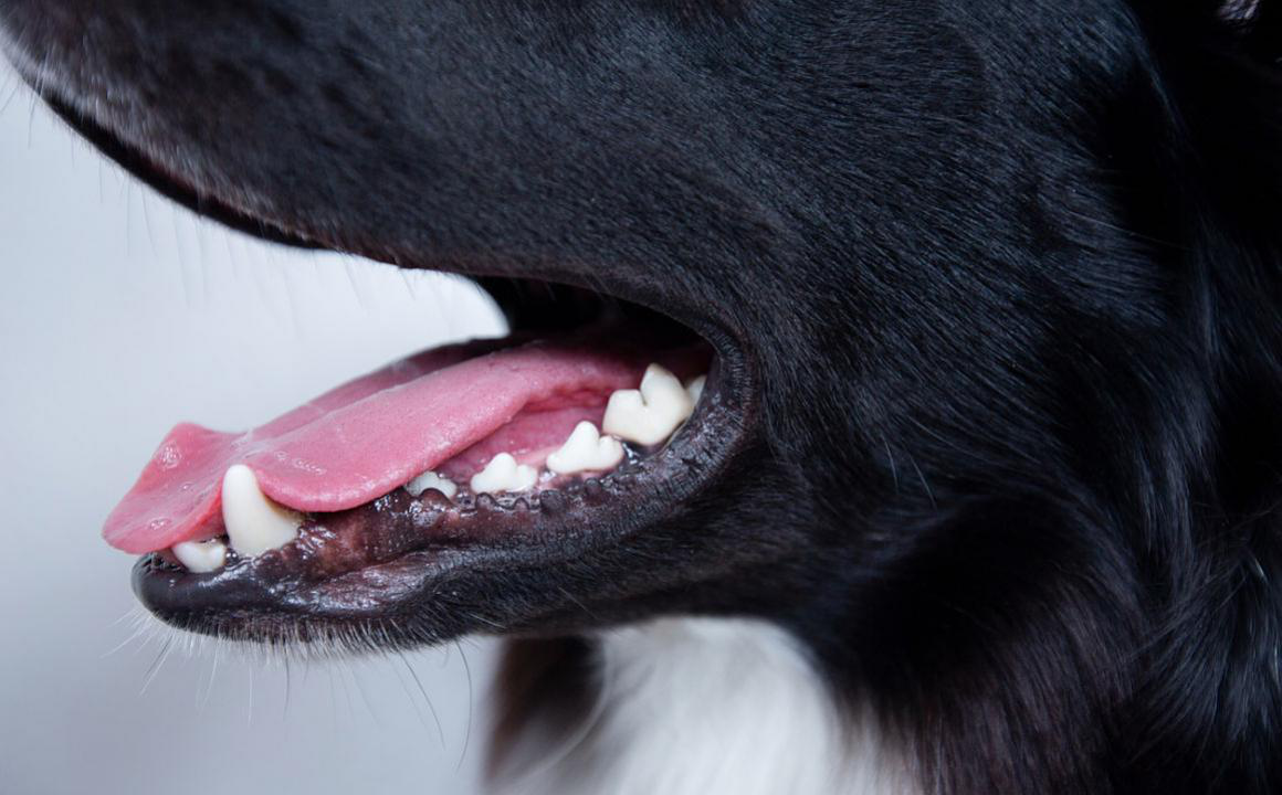 C&oacute;mo combatir el mal aliento en perros