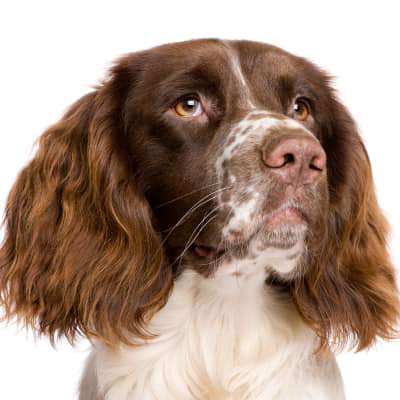 &iquest;C&oacute;mo es el hipo en perros? &iquest;Es malo?