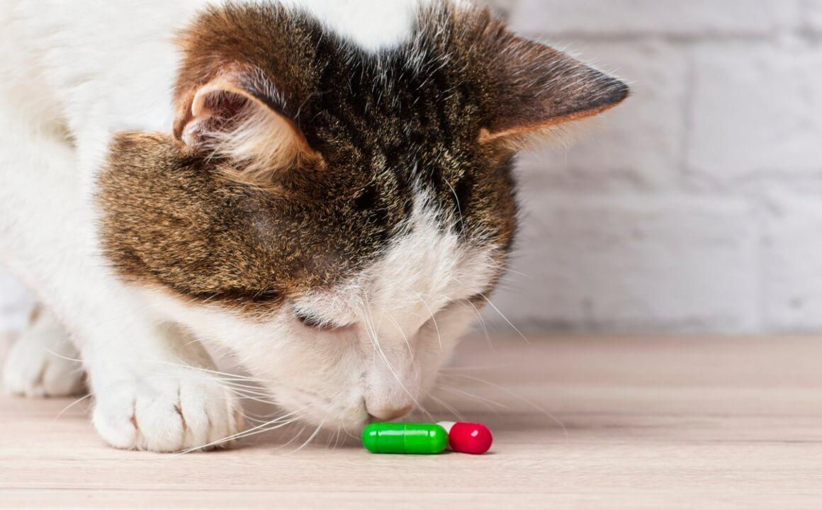 ANTIBIOTIQUES POUR CHATS : QUELS SONT LES PLUS COURANTS ?