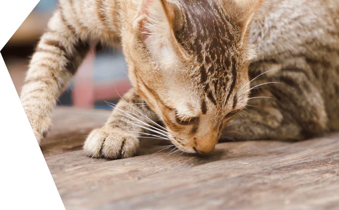 A cat and their territory