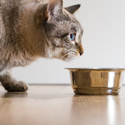 Renaal nat kattenvoer. Is het belangrijk?