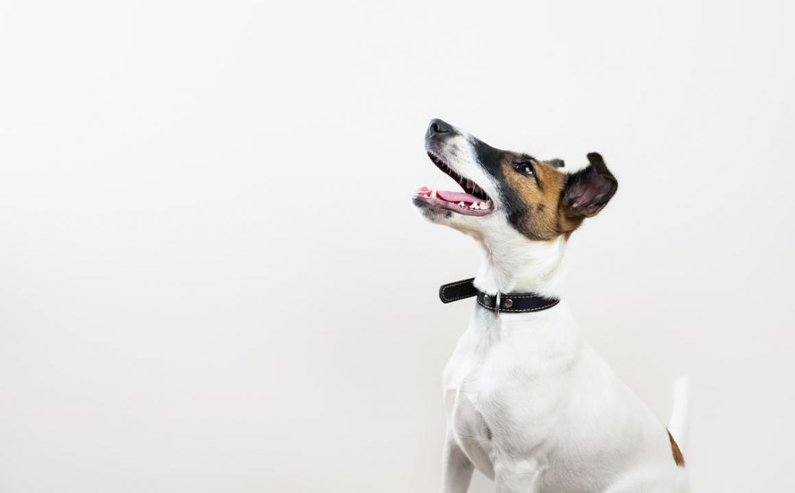 El fox terrier cachorro
