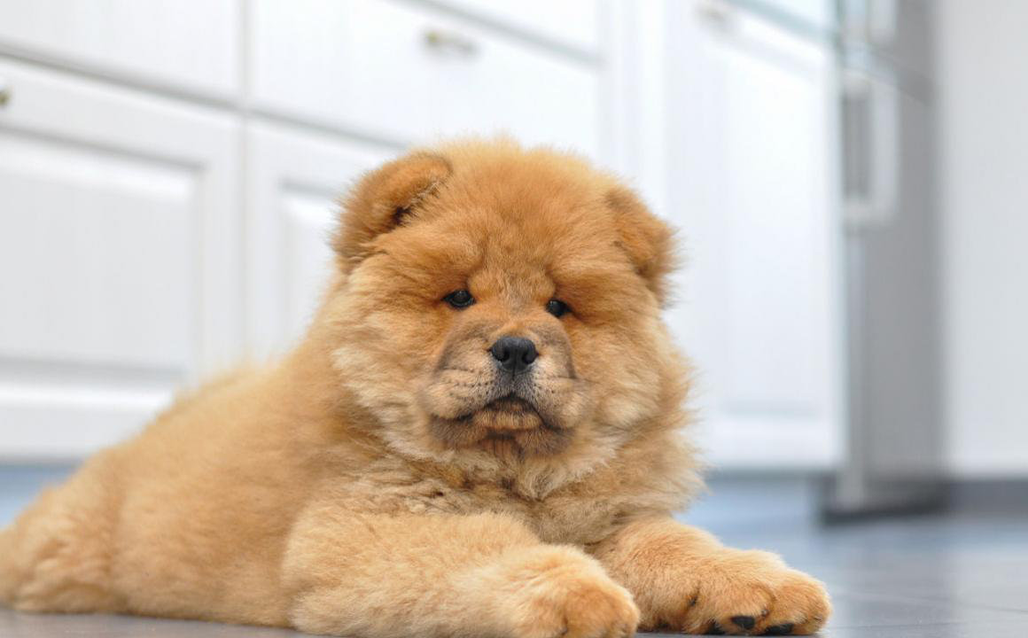 I cani soffrono il freddo?