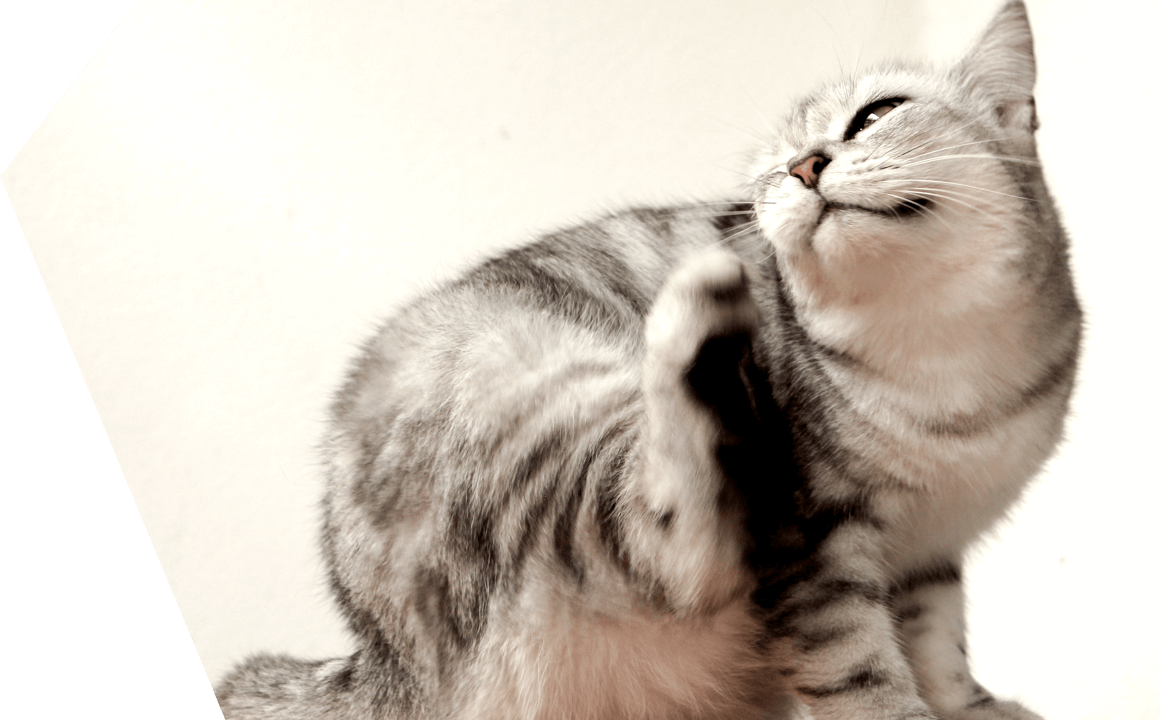 Il parassiti esterni del gatto