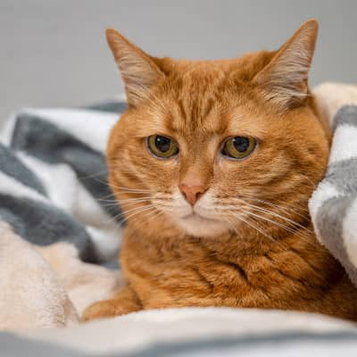 PANCREATITE NEL GATTO: CAUSE, SEGNALI CLINICI, DIAGNOSI, TRATTAMENTO