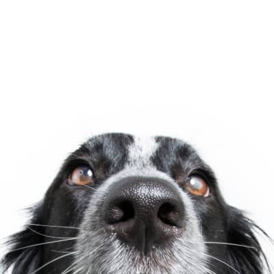 K&Ouml;PEKLERDE BURUN KURULUĞUNUN BAŞLICA NEDENLERİ