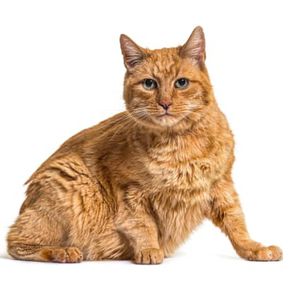 &iquest;Por qu&eacute; hay sangre en las heces de mi gato? &iquest;Qu&eacute; debo hacer?