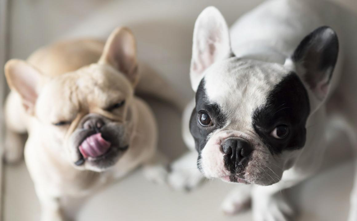 Pourquoi donner une nourriture pour chiens en fonction de la race ?