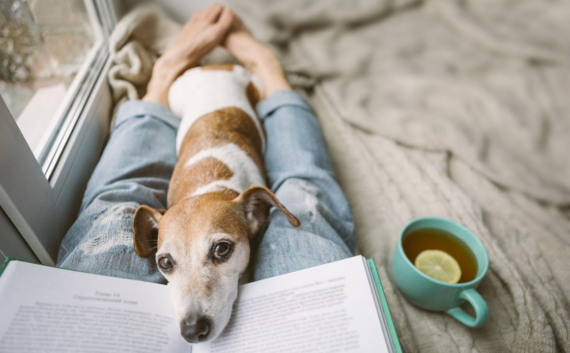 Mon chien urine du sang, que faire ?