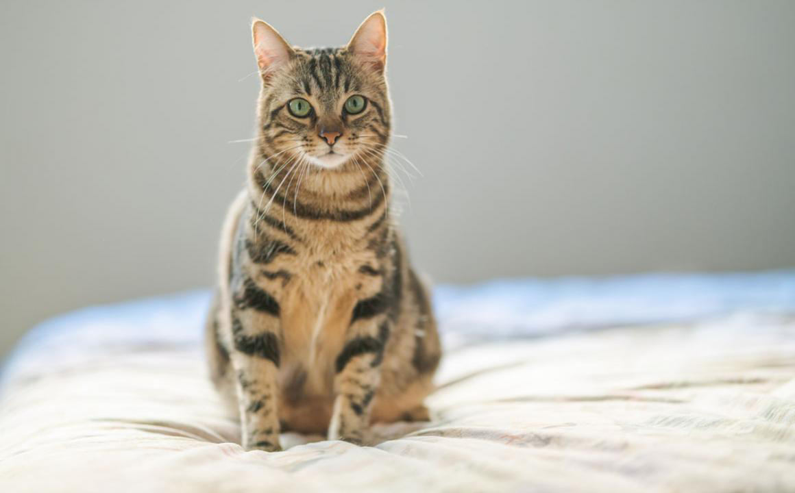 Quando si considera un gatto adulto e come prendersene cura?