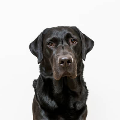 K&Ouml;PEK ZEHİRLENMESİNE NE İYİ GELİR?