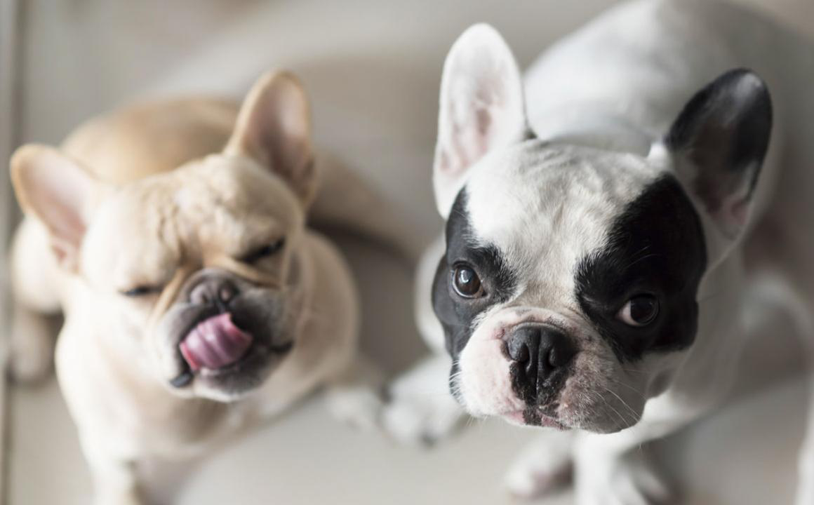 Kāpēc dot sunim barību atbilsto&scaron;i tā &scaron;ķirnei?