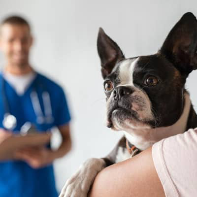 L&rsquo;anaplasmose chez le chien : tout ce qu&rsquo;il faut savoir&nbsp;