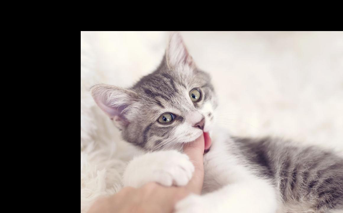 Perch&eacute; il mio gatto morde tanto?