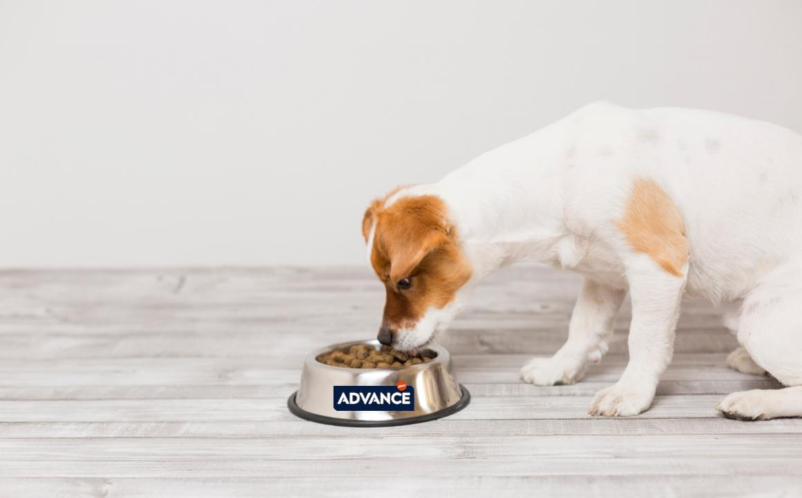 Dieta para perros con diarrea: &iquest;C&oacute;mo debe ser?