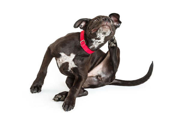 K&ouml;peğim &Ccedil;ok Kaşınıyor: Neden?