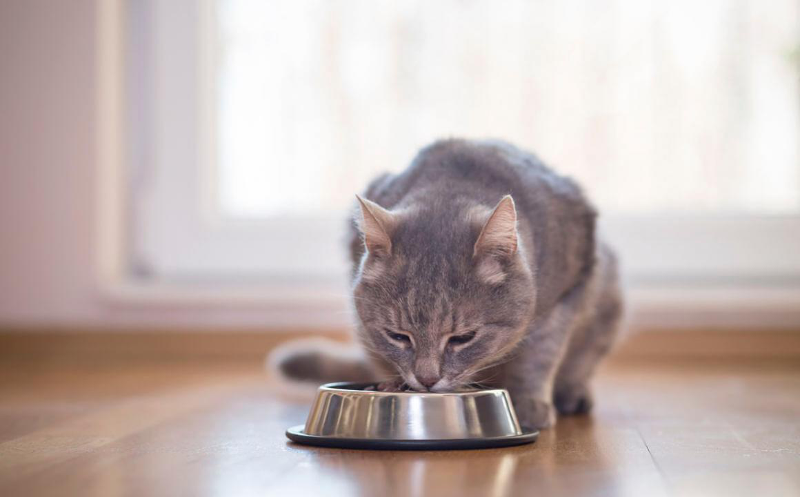 Impara a scegliere il miglior cibo per gatti
