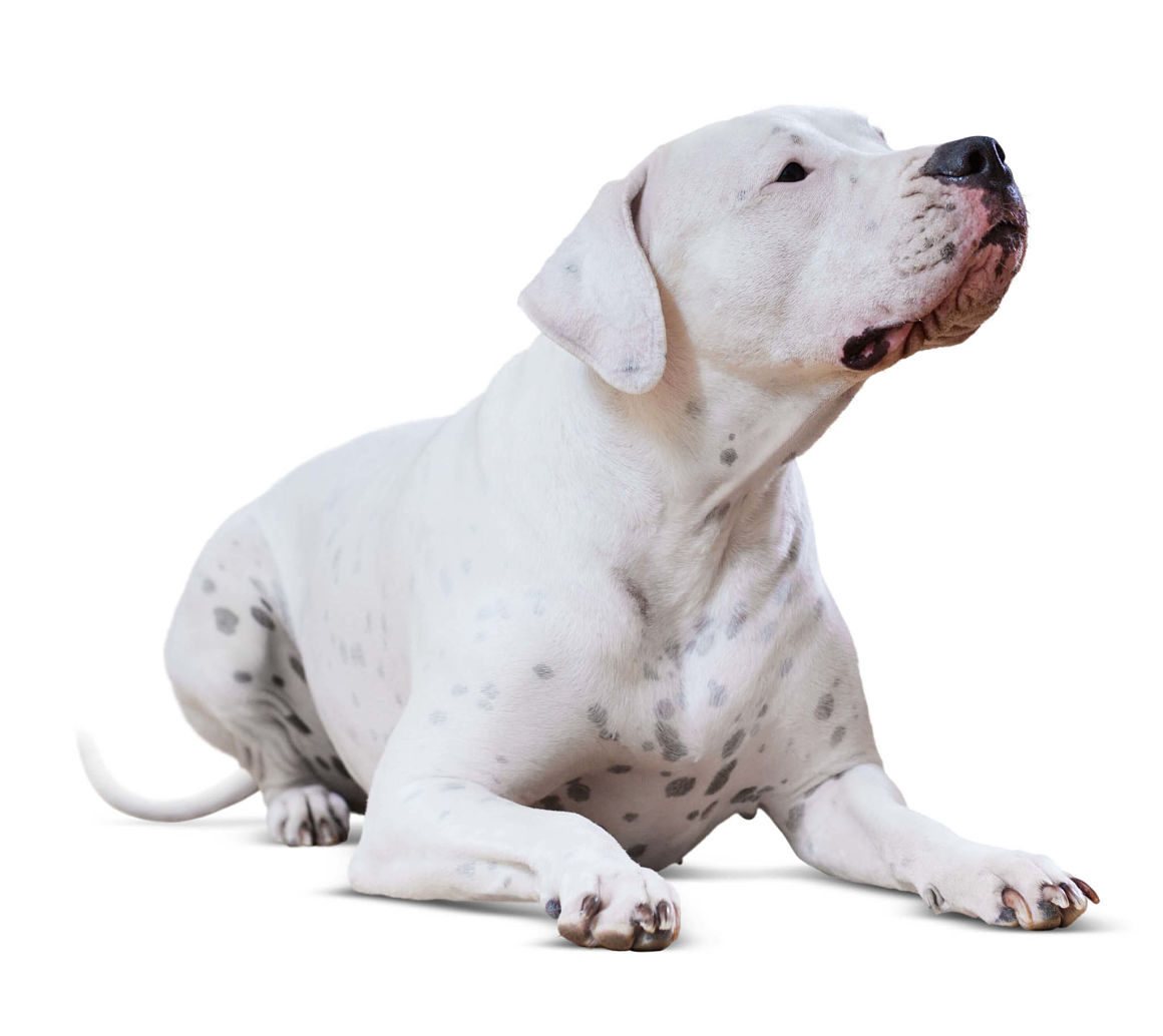 dogo-argentino-2.jpg