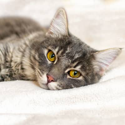 Mi gato tiene los ojos raros &iquest;qu&eacute; le pasa?