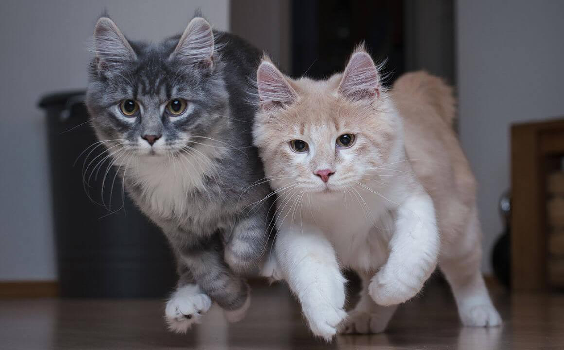 Gatto iperattivo, come calmarlo?