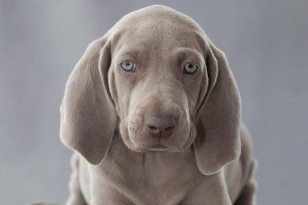 Weimaraner. Curiozități