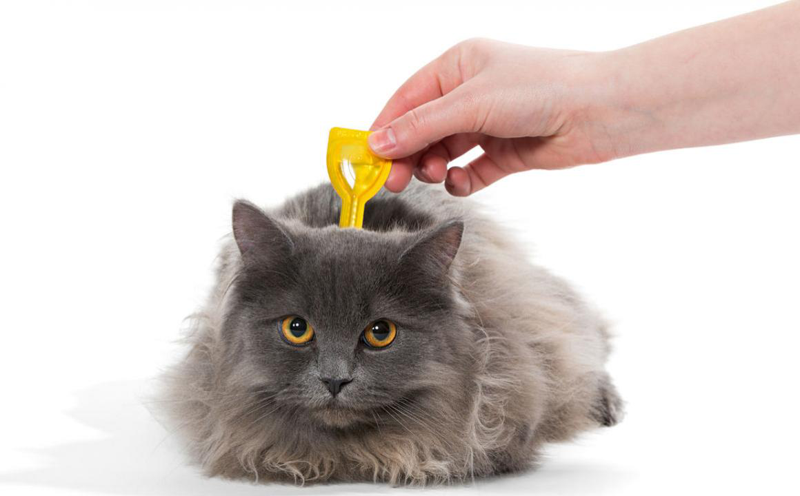 Comment &eacute;liminer les puces sur un chaton ?