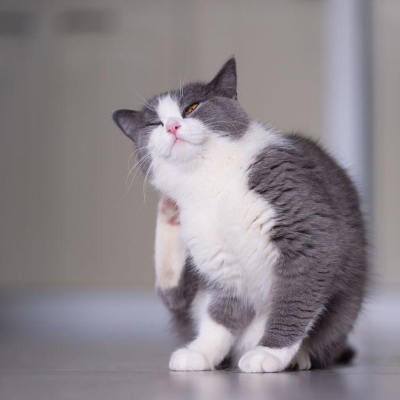 HOE WEET IK OF MIJN KAT VLOOIEN HEEFT?
