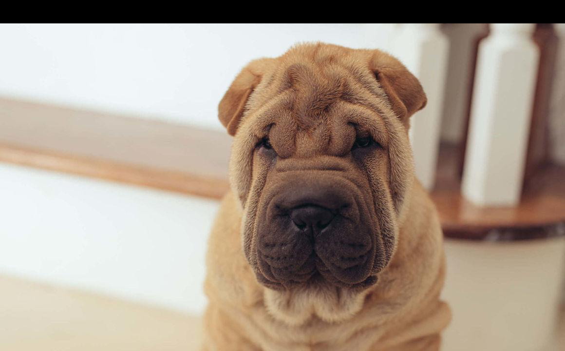El perro sharpei. Caracter&iacute;sticas y curiosidades