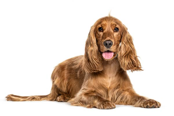 &iquest;C&oacute;mo tratar la caspa en perros?