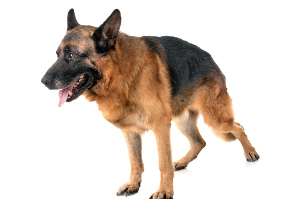 IL CANE NON SI REGGE IN PIEDI: PERCH&Eacute; E COSA FARE