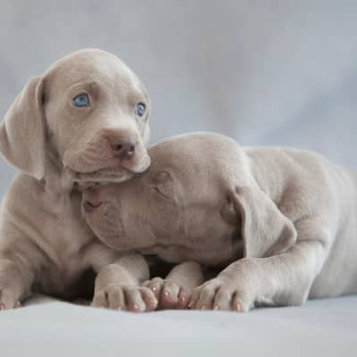 IL MIO CANE HA UN LIPOMA: DEVO PREOCCUPARMI?