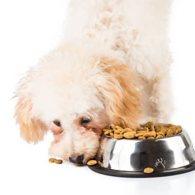 Pienso gastrointestinal: &iquest;tu perro tiene problemas digestivos?